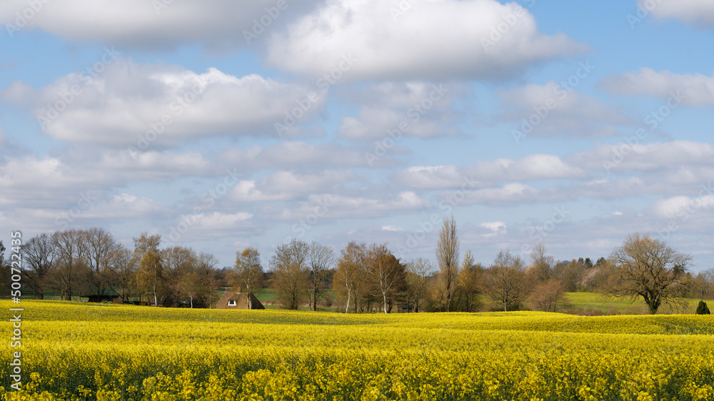 Obraz premium Rapsblüte in Schleswig-Holstein