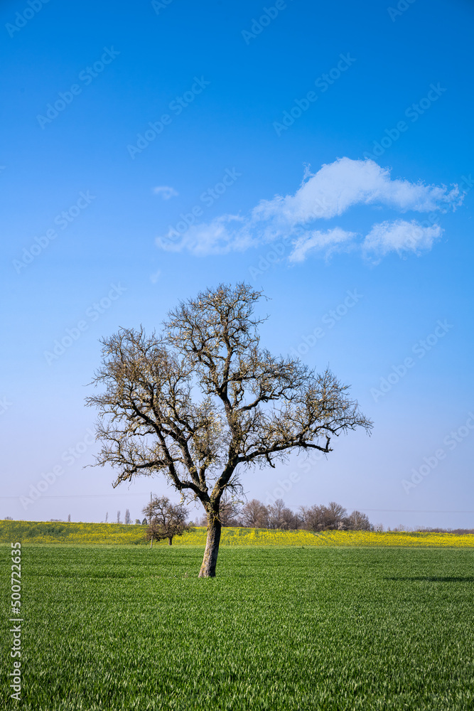 Obraz premium Solitary tree in a field on a sunny afternoon in early spring