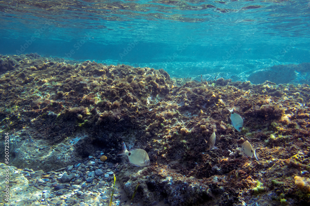 Ionian Sea, Zakynthos island, Greece, Europe. Traveling concept background. Aquatic wildlife in the water. Scuba diving with marine animal.Underwater photography from snorkeling with fish.