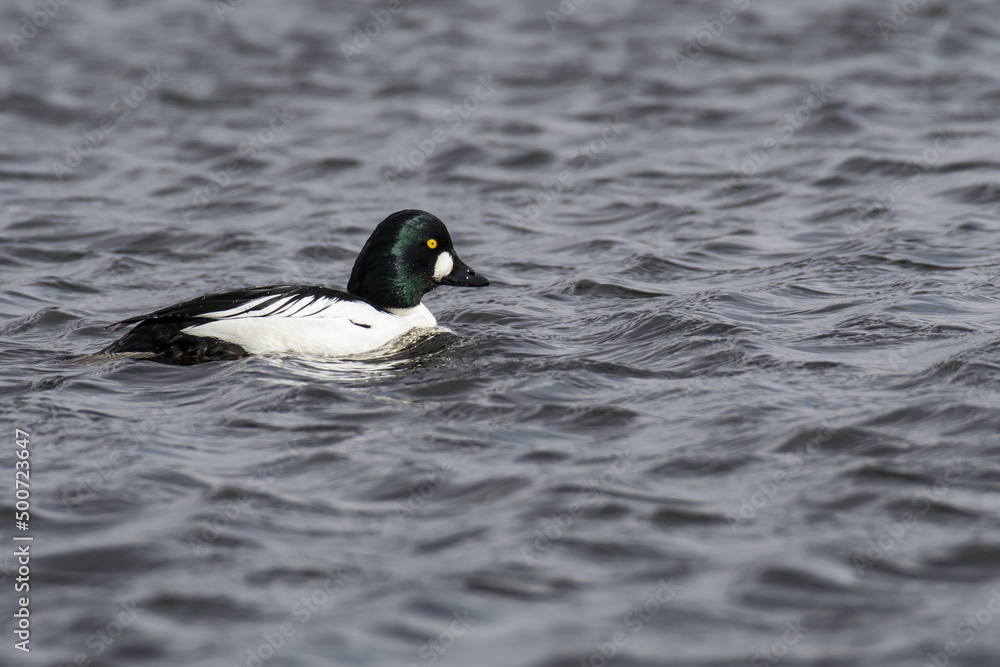 Fototapeta premium duck ordinary eggnog on the water