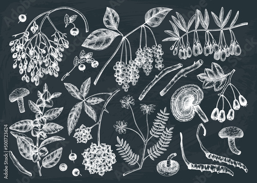 Adaptodenic plants illustrations collection. Hand-sketched medicinal berries, weeds, herbs on chalkboard. Perfect for labels or packaging. Vector plants outlines. Botanical elements in vintage style.