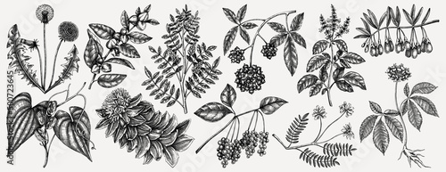 Medicinal plants illustrations collection. Hand-sketched adaptogenic berries, weeds, herbs set. Perfect for recipe, menu, label, packaging. Vector plants outlines. Botanical elements in vintage style.
