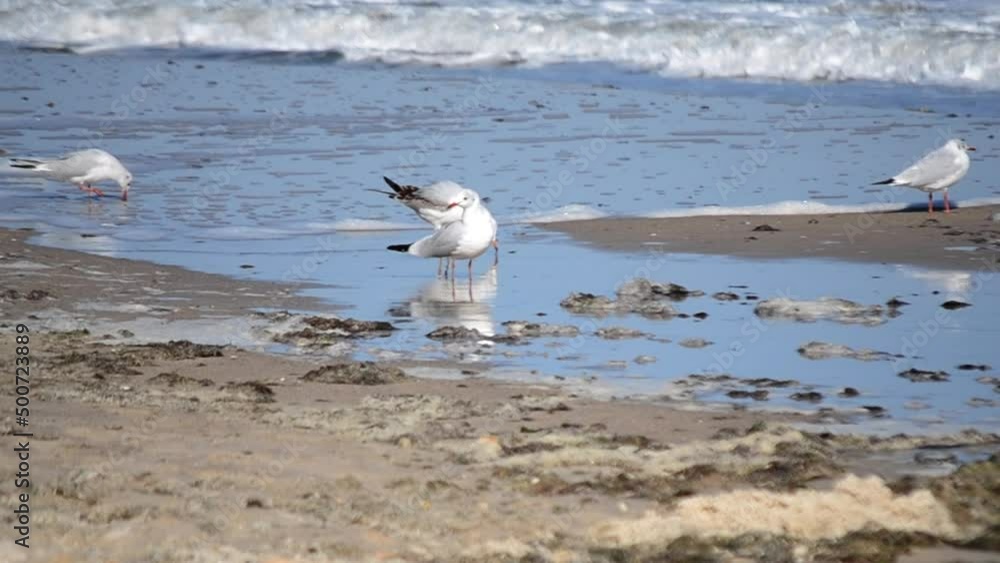 Many white sea gulls on sandy beach of sea shore on sunny summer day. Flock of Seagull Birds stand on sand, sleep and clean feathers. High waves roll on sand of shore. Strong wind, storm weather Many white sea gulls on sandy beach of sea shore on sunny summer day. Flock of Seagull Birds stand on sand, sleep and clean feathers. High waves roll on sand of shore. Strong wind, storm weather