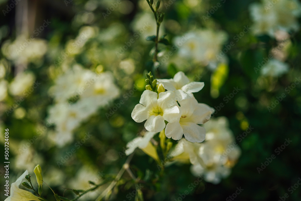 white creeping foxglove flower white creeping foxglove flower