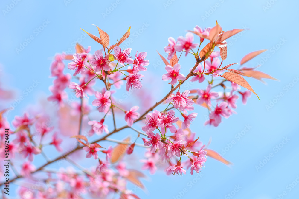 Winter-blooming Wild Himalayan Cherry flowers, Chiang Mai, Thailand. Winter-blooming Wild Himalayan Cherry flowers, Chiang Mai, Thailand.