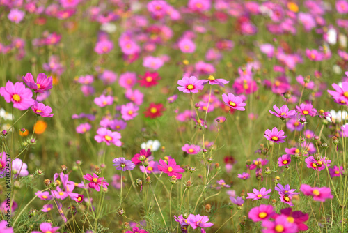 Pink Cosmos flowers, Flowers background © TL23 photo