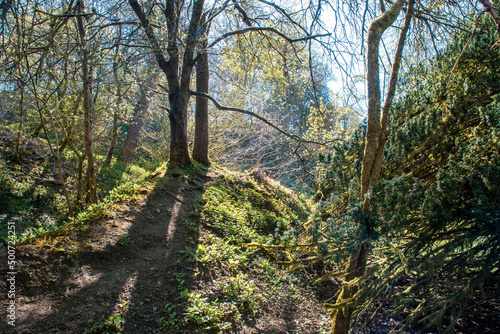 Cumbernauld Glen Wildlife Reserve. Scotland. UK. The ancient woodland of Cumbernauld Glen is a haven for wildlife and also provides an important  relaxing environment for local people.