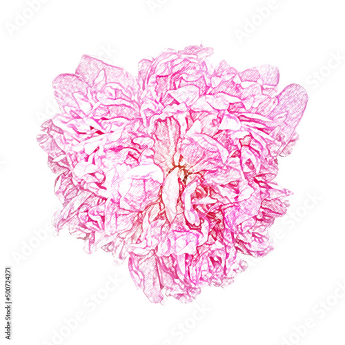 Peony pencil drawing, pink flower pencil, pink peony, nature, plants, spring flowers, summer flowers, flowers pencil drawing © Тетяна Тороп