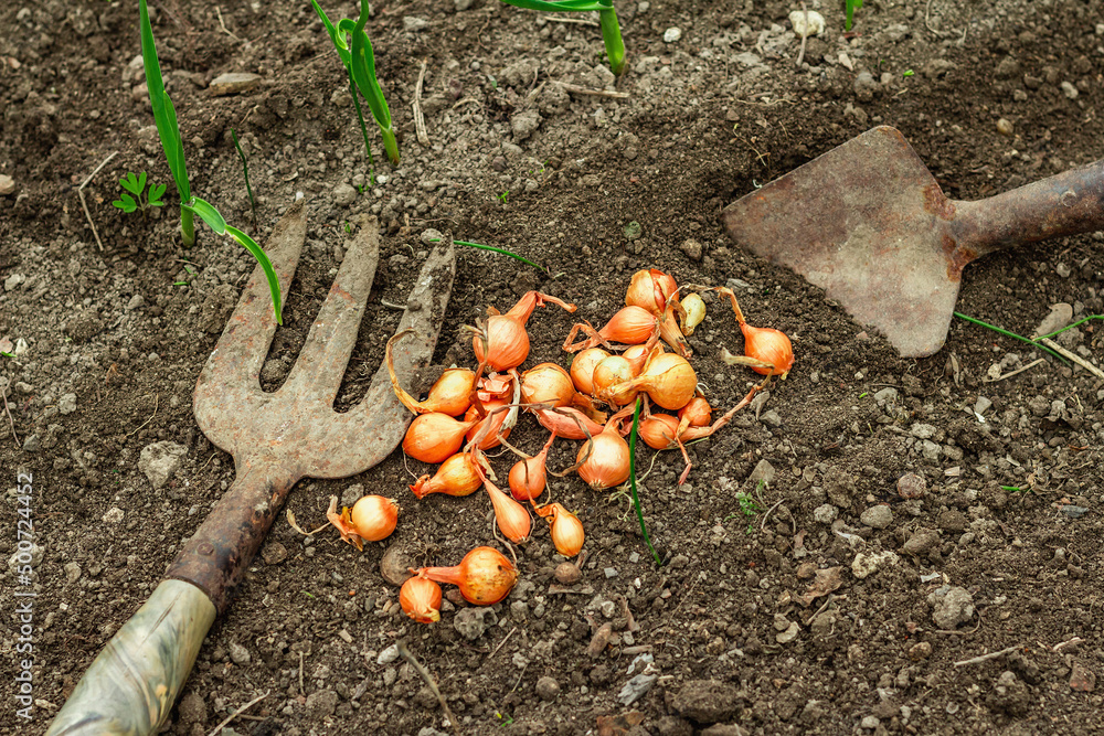 Garden tools, fresh young sprouts, seedling. Gardening concept background Garden tools, fresh young sprouts, seedling. Gardening concept background
