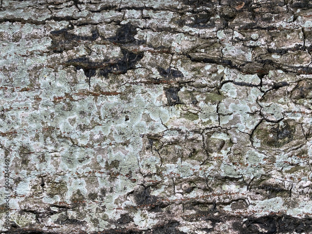 Fototapeta premium Different coloured lichen on tree bark.