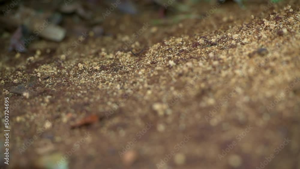Leaf cutter Ants Carry Clumps Of Dirt Out Of The Colony in the rainforest of Panama, Central America Leaf cutter Ants Carry Clumps Of Dirt Out Of The Colony in the rainforest of Panama, Central America