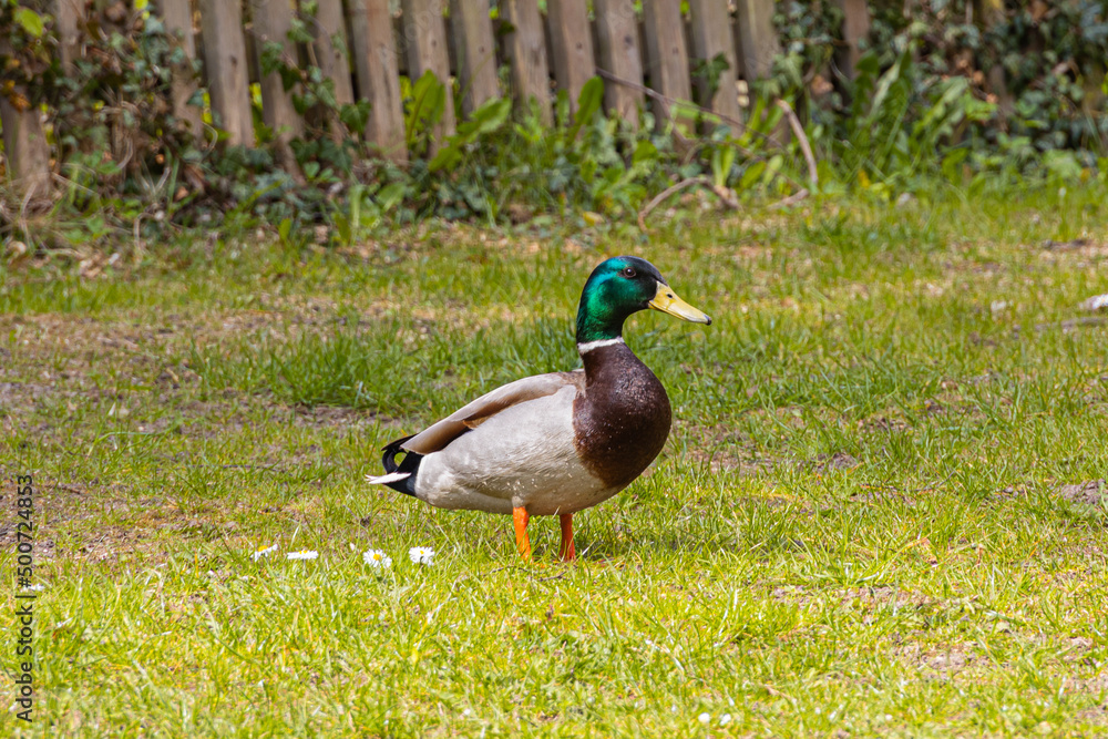 Obraz premium A duck on the meadow