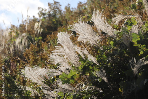 ススキ 秋 植物