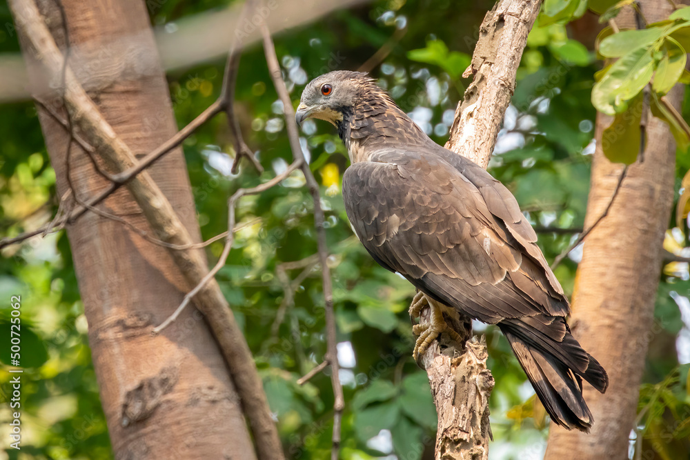 Image of oriental honey buzzard bird on a tree branch on nature background. Hawk. Animals. Image of oriental honey buzzard bird on a tree branch on nature background. Hawk. Animals.