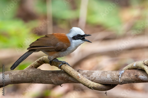 Image of White-crested Laughingthrush Bird on a tree branch on nature background. Animals.