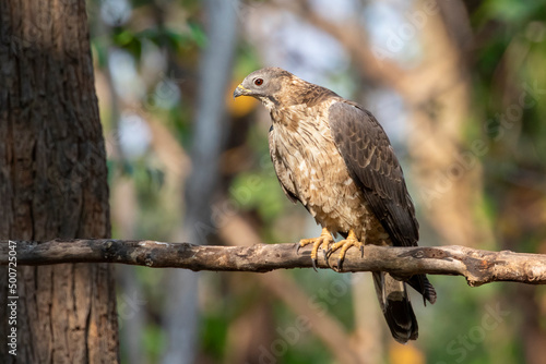 Image of oriental honey buzzard bird on a tree branch on nature background. Hawk. Animals. © yod67