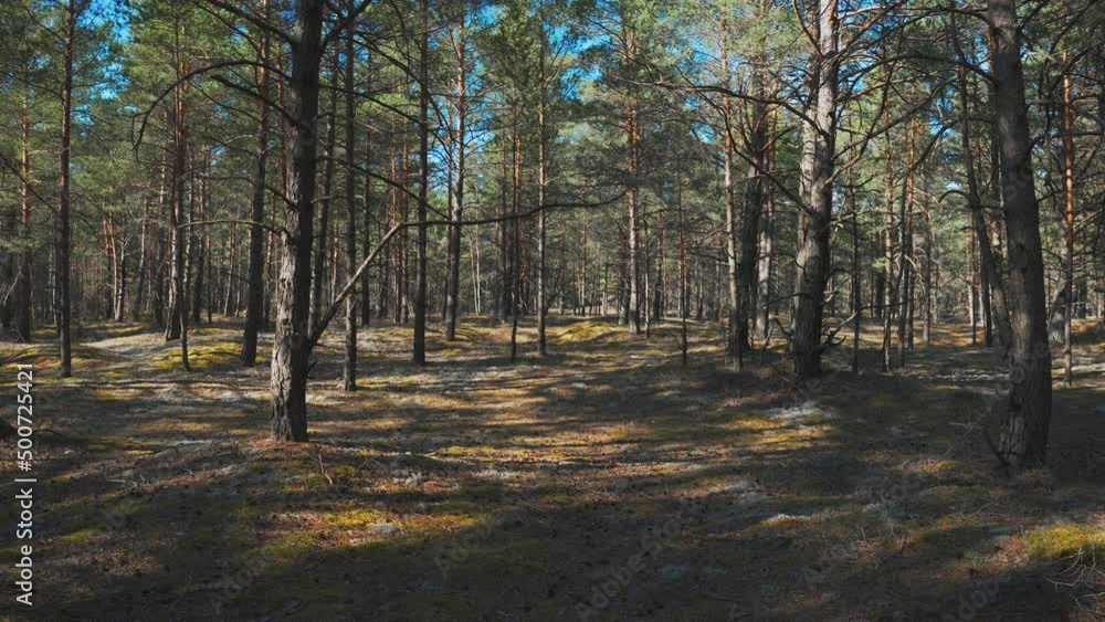 Coniferous forest in the dunes of the Baltic on a sunny day in spring. Orange and green moss in sun spots. Green needles on the branches against the blue sky. Latvia Coniferous forest in the dunes of the Baltic on a sunny day in spring. Orange and green moss in sun spots. Green needles on the branches against the blue sky. Latvia