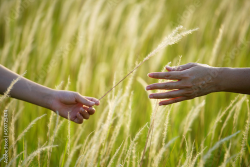 hand touching reeds flower © sakhorn38