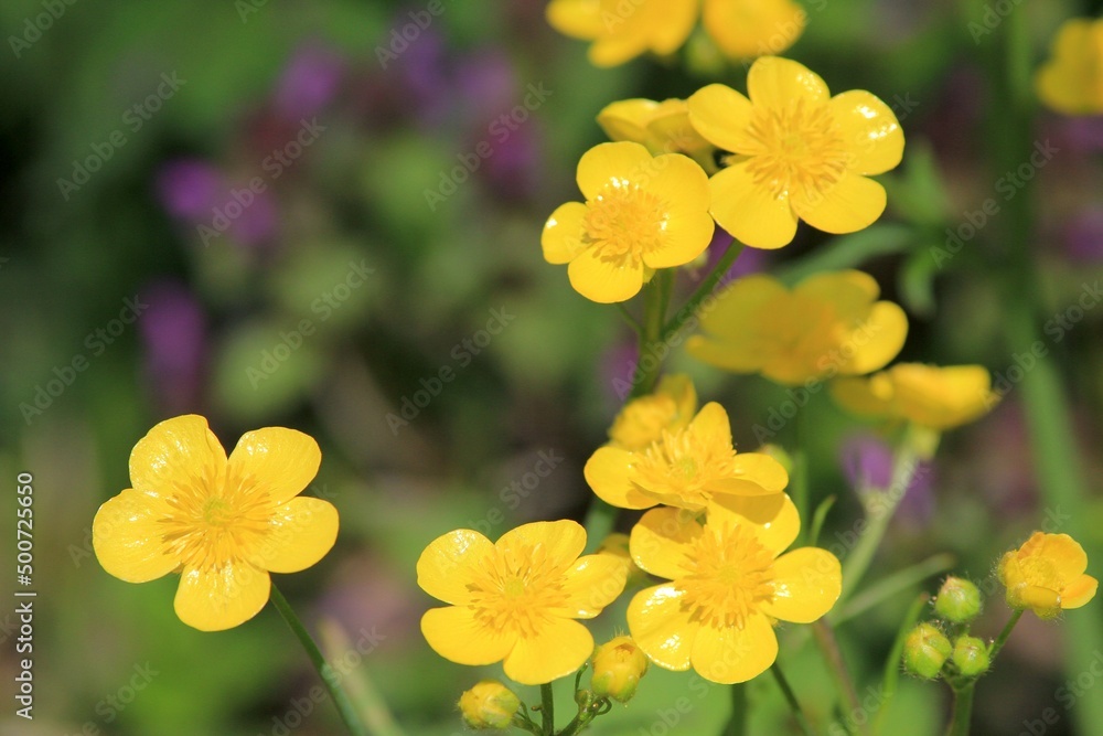 Yellow Ranunculus flowers in the forest in spring Yellow Ranunculus flowers in the forest in spring