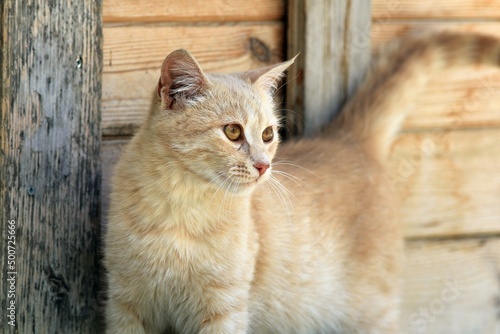 Portrait of a red cat on a wooden wall background