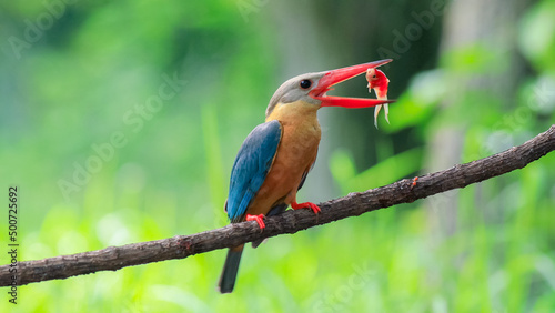 Tela Stork billed Kingfisher with with fish in the beak perching on the branch in Thailand
