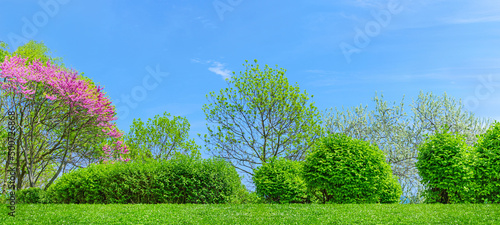 panorama of backyard and garden with grass on lawn and bloom trees in spring