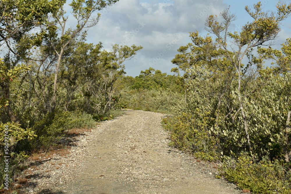 Fototapeta premium Biking path in the forest. Buttonwood trees and mangrove trees line this South Florida hiking trail.
