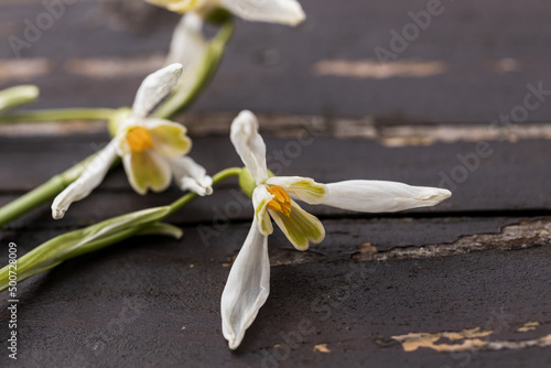 Fototapeta Naklejka Na Ścianę i Meble -  Three white Carpathians snowdrop flowers over wooden background. spring romance greeting card