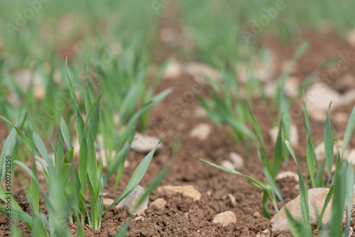 Spring barley (hordeum vulgare) crop