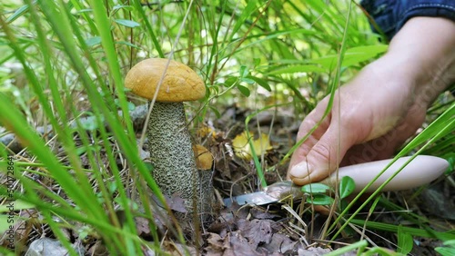 A mushroom picker cuts an edible mushroom (Leccinum versipelle) with a knife in the forest. Orange Birch Bolete growing in grass on meadow. Edible mushrooms hunting, picking, foraging, mushrooming photo