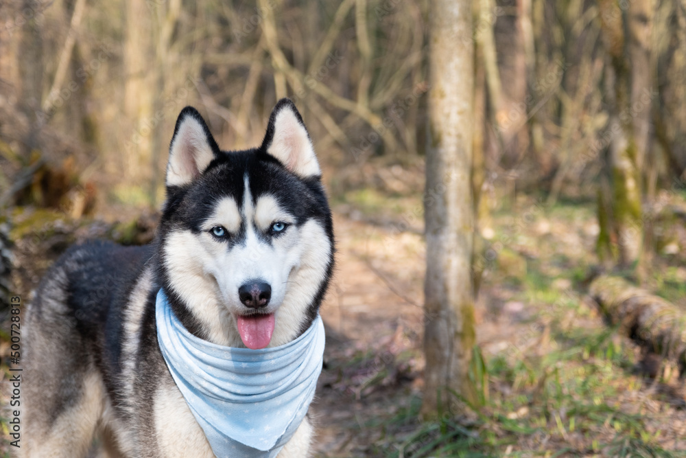 Husky portrait. A dog with blue eyes and a blue scarf. Husky in the forest. Dog muzzle close-up. There is space for text
