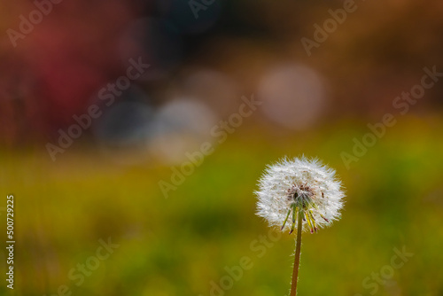 Dandelion spores blooming in the grass