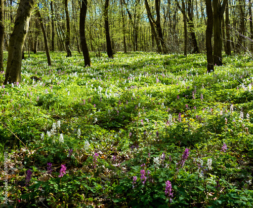 Fototapeta Naklejka Na Ścianę i Meble -  spring in the forest, corydalis cava