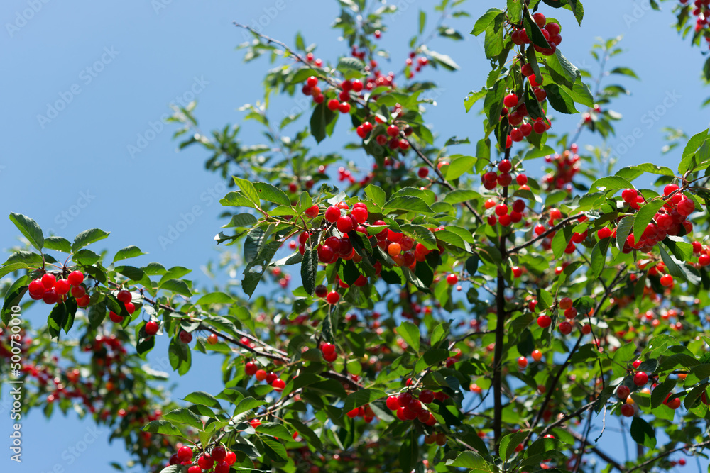 Prunus cerasus or sour, tart, dwarf cherry on a blue sky