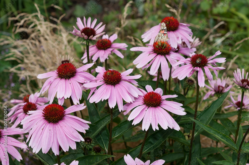 Obraz premium echinacea blossoms in the garden