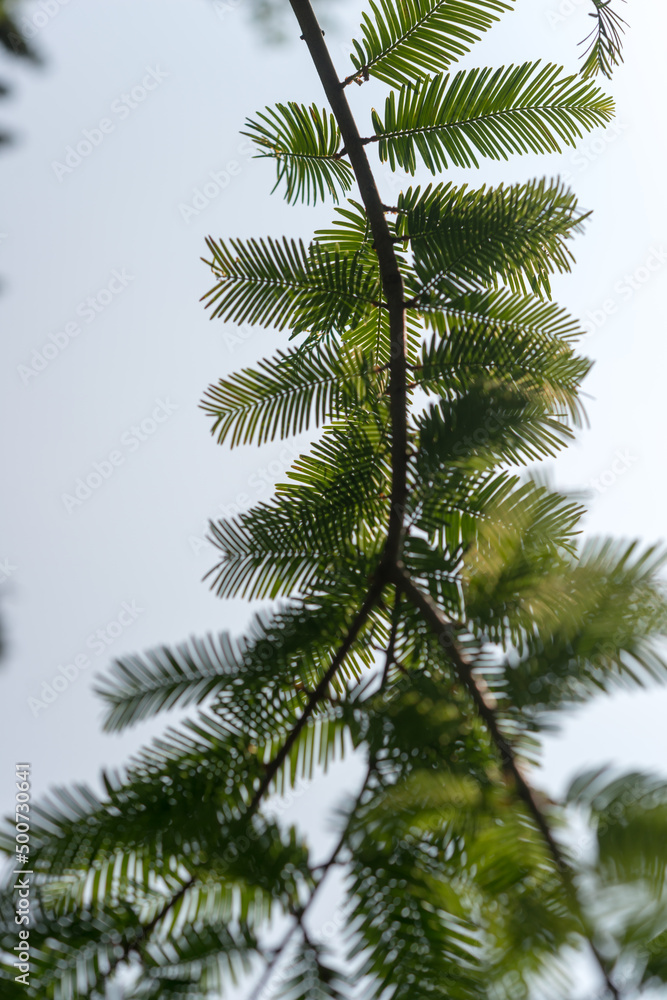 redwood leaves and sky