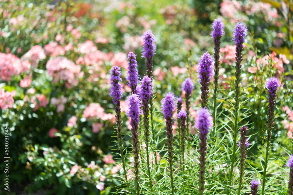 purple flowers are called apparently 