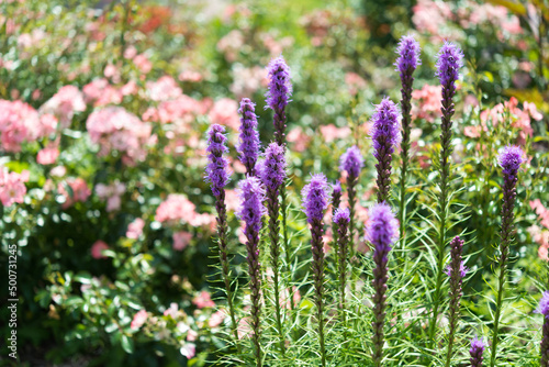 purple flowers are called apparently  gayfeathers  or blazing stars - latin name liatris     - and behind are out of focus pink roses