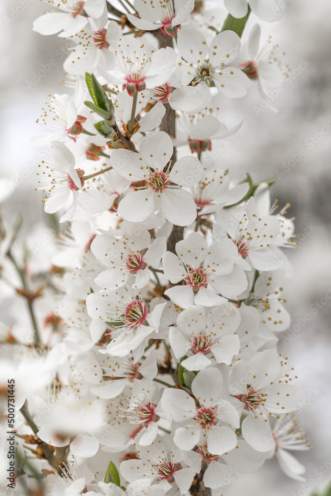 Drzewo owocowe kwitnące wiosną - obrazy, fototapety, plakaty 