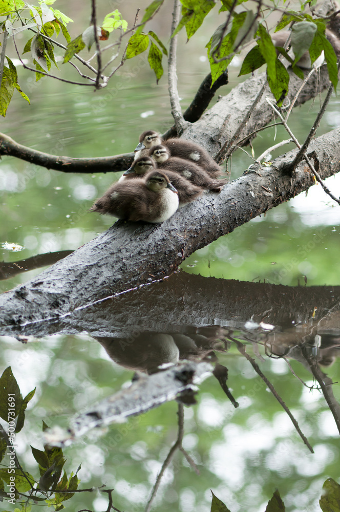 Fototapeta premium Aix sponsa ducklings (wood or Carolina ducks) resting on a branch over a pond