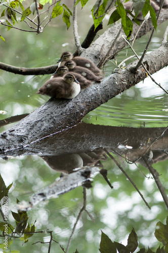 wood duck ducklings resting on a branch partly submerged in water - with scene mirrored on the surface of the water