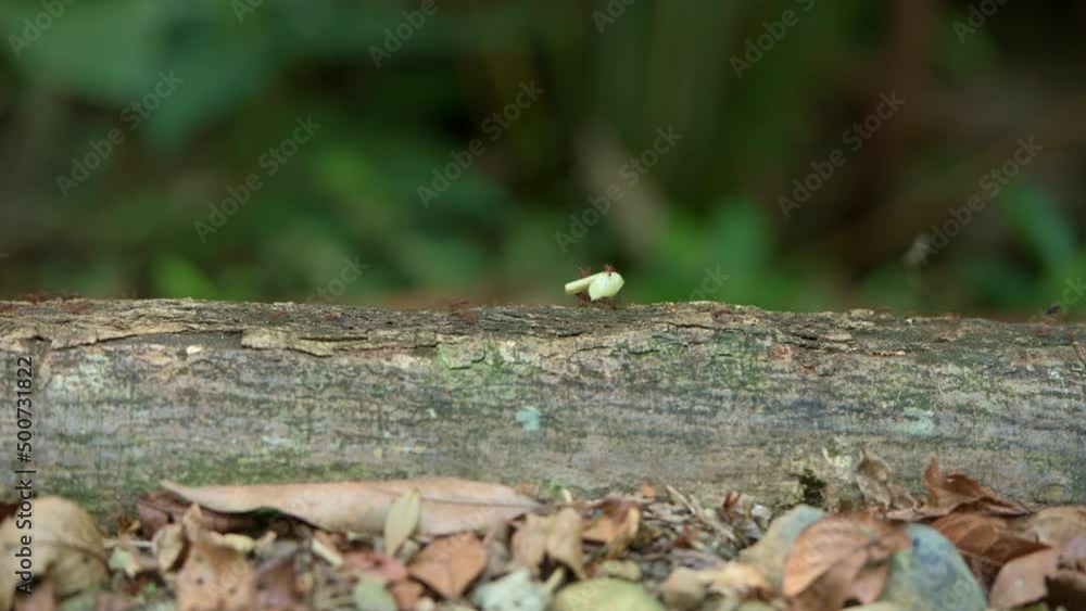 Trail of leaf cutter ants carrying leaves to their nest, Soberania National Park, Panama, Central America Trail of leaf cutter ants carrying leaves to their nest, Soberania National Park, Panama, Central America