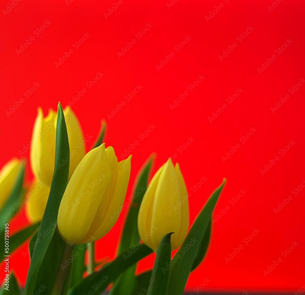 Naklejka premium Żółte tulipany na czerwonym tle