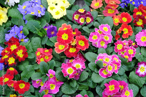 Fototapeta Naklejka Na Ścianę i Meble -  Multicolored primroses in a greenhouse, floral spring background, selective focus, horizontal orientation.