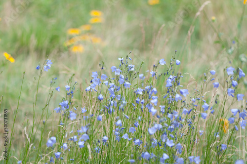blue flowers in a meadow (flax flowers?)
