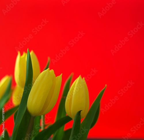 Żółte tulipany na czerwonym tle