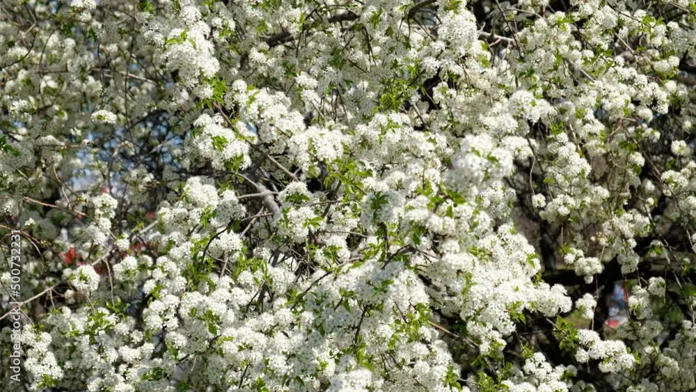 Branch of blooming white flowers of cherry plum tree in early spring. Selective focus. Branches with white flowers sway in the wind. Branch of blooming white flowers of cherry plum tree in early spring. Selective focus. Branches with white flowers sway in the wind.