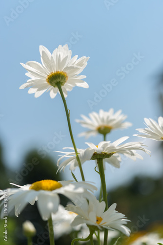 daisies in the sky