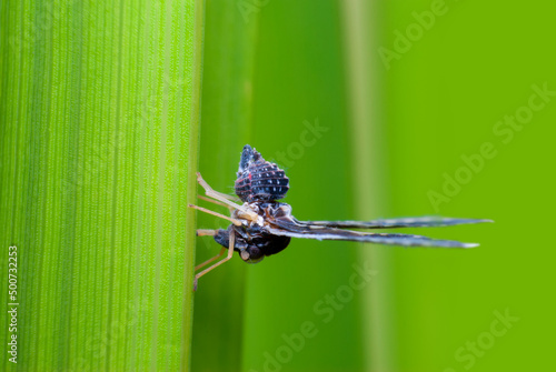 Long winged planthopper side view photo
