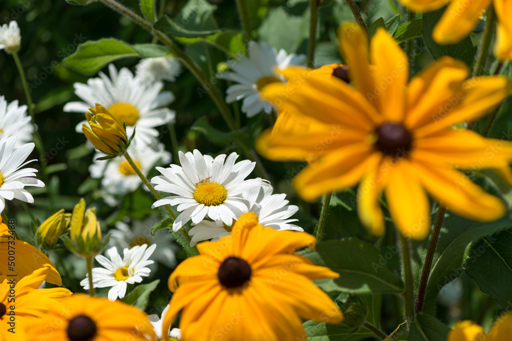 daisies and rudbeckia flowers in the garden daisies and rudbeckia flowers in the garden